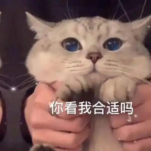 难得一见的表情包你看我合适吗
