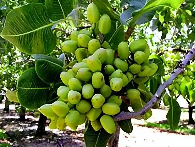 国内唯一的开心果基地在哪