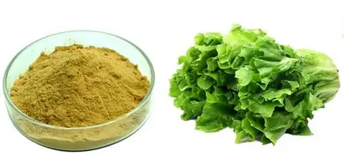 菊苣提取物 水溶菊苣粉 斯诺特生物