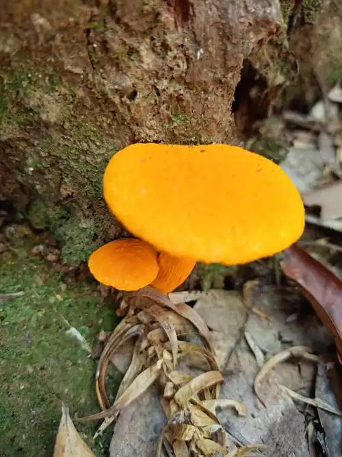 野外偶遇金色蘑菇