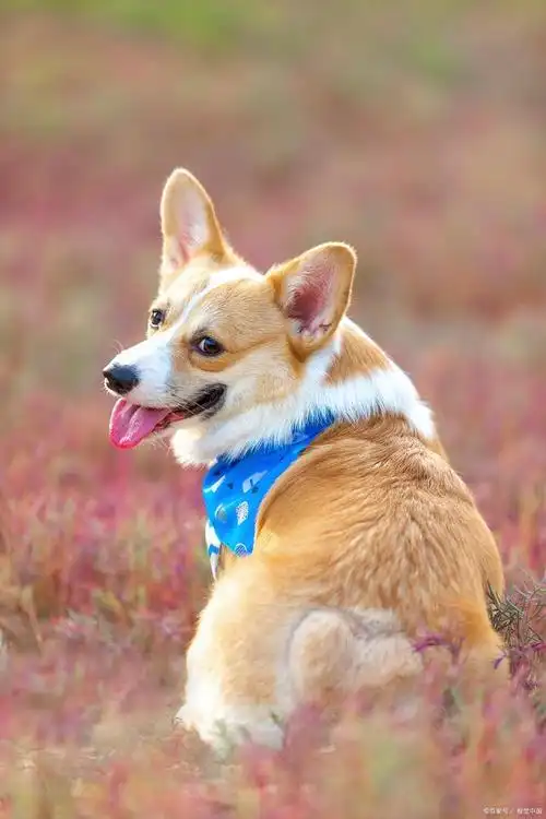 纯种柯基犬的鉴定方法?学会这5招,以后就不会被狗贩子忽悠了!