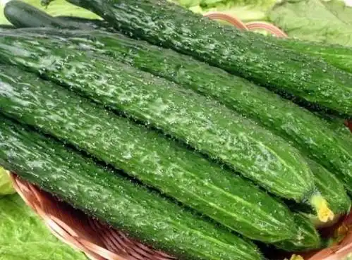 为什么广东人把黄瓜叫做青瓜