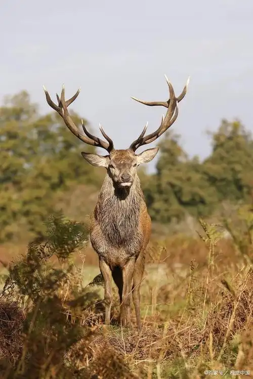 鹿的优美外表与多样生活方式:从草原到森林的漫步者