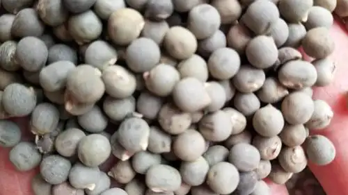 云实的功效与作用 云实有卖