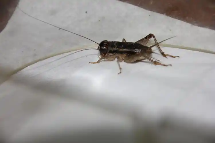 一只大头蟋蟀,请高手鉴定是不是白虫