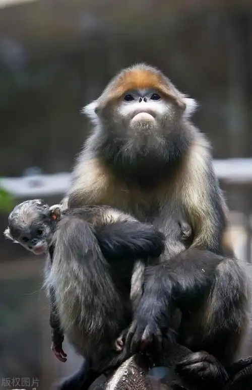中国的珍稀动物