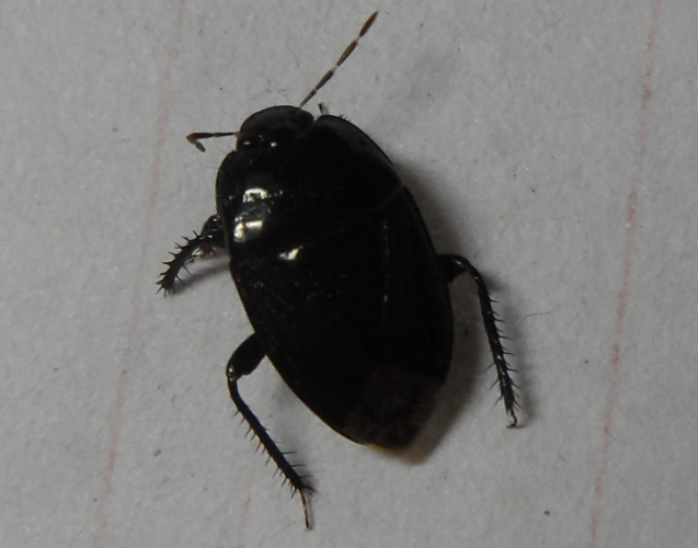 看图片,这是什么虫子,学名叫什么?_百度知道