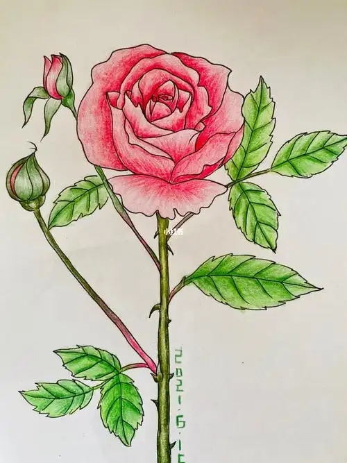 彩铅玫瑰花