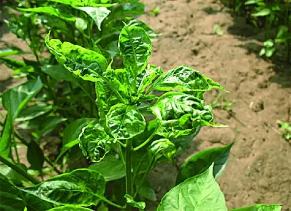 辣椒花叶型病毒病