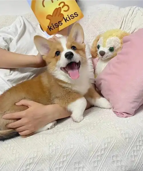 柯基幼犬有喜欢的吗领养价武汉