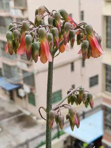 窗台上长的落地生根花