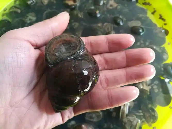 特大号河南信阳潢川田螺鲜活新鲜螺蛳肉泥螺螺蛳粉腾旺纳跃1斤大号