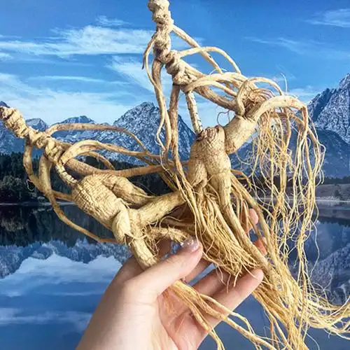 69年野山参超大老山参林下参长白山人参野生人参干参一等人参送礼69年