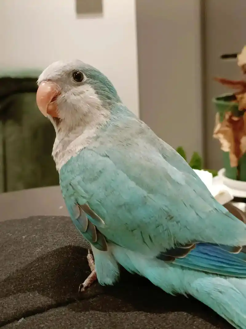 我的书搭子,闪着智慧的光芒#萌宠日常记录 #鹦鹉鹦鹉萌萌哒逗 - 抖音