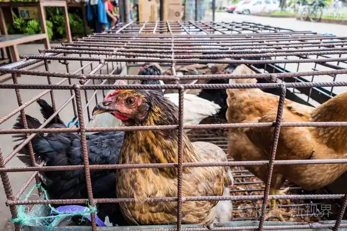 在拥挤的笼子里的鸡