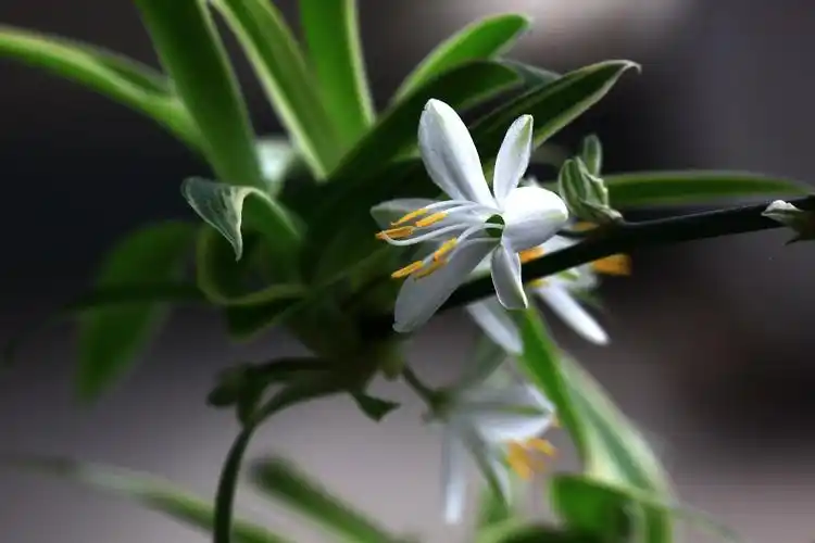 【吊兰】天门冬科,吊兰属 - 简书