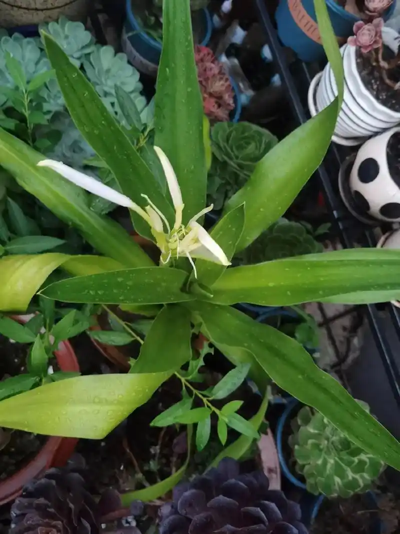 文殊兰花极其美丽,有一种清新淡雅的气质,它的开花有着不俗的寓 - 抖