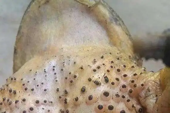 那么强烈的建议你不要看关于玉米男孩和芝麻女孩的故事,因为真的看了