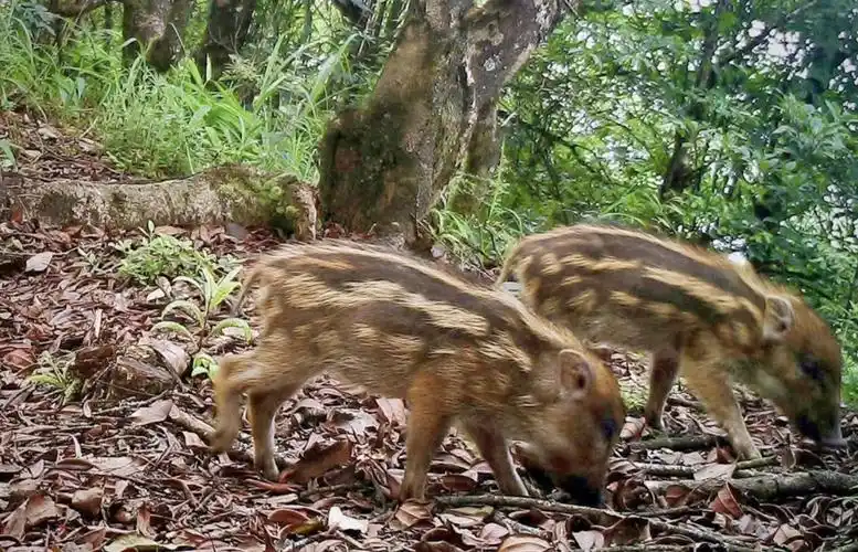家猪怕蛇,为何野猪连毒蛇都不怕,还会吃掉它?