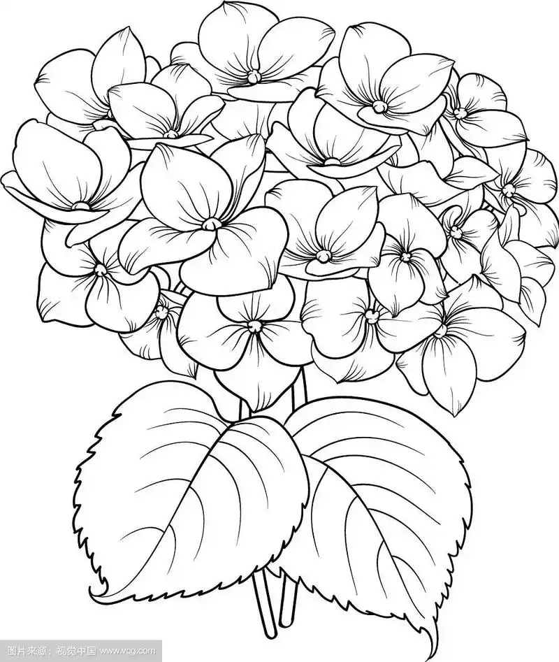 盛开的花绣球花