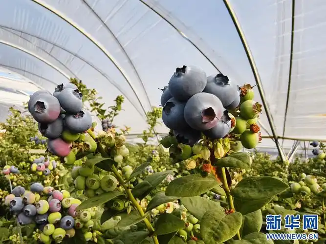 云南蒙自:蓝莓上市 农户喜获丰收_种植_陈华英_草坝镇