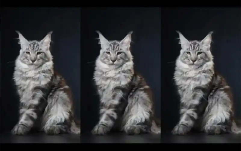 银虎斑缅因猫弟弟