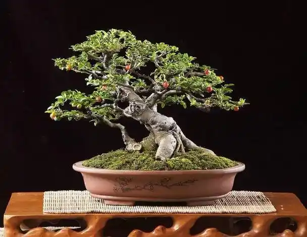 2珊瑚樱的繁殖方法包括播种或扦插繁殖,珊瑚樱的养植