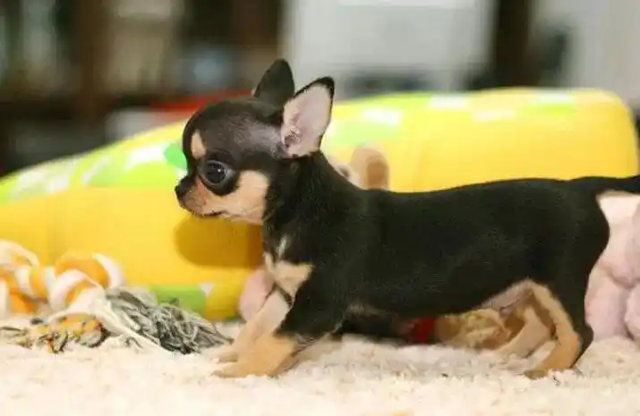 全球体型最小的狗——"吉娃娃",你了解吗?