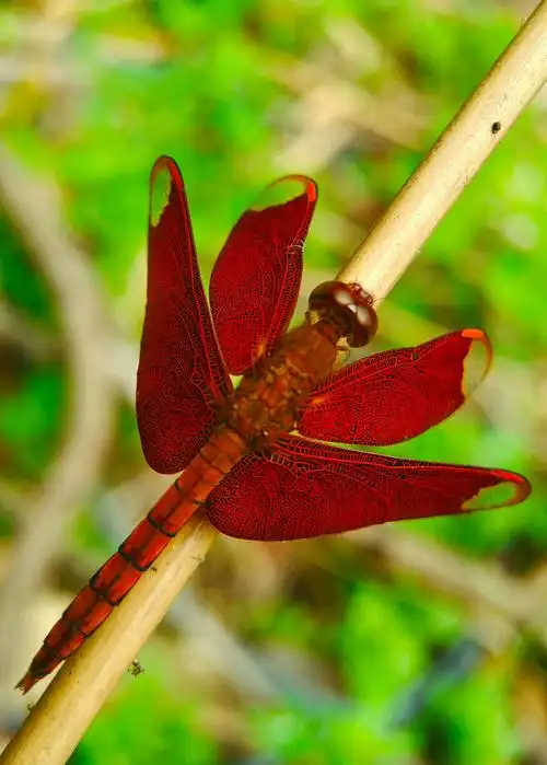 红蜻蜓