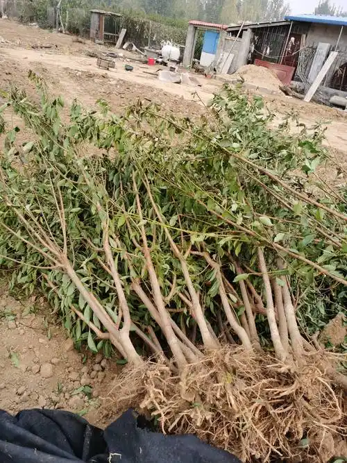 红香妃李子树苗的优缺点介绍 红香妃李子树苗的栽植株行距_品种_基肥