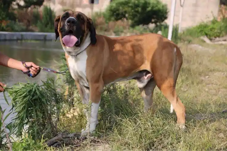 进口巴西非勒公爵幼犬30天正式繁殖