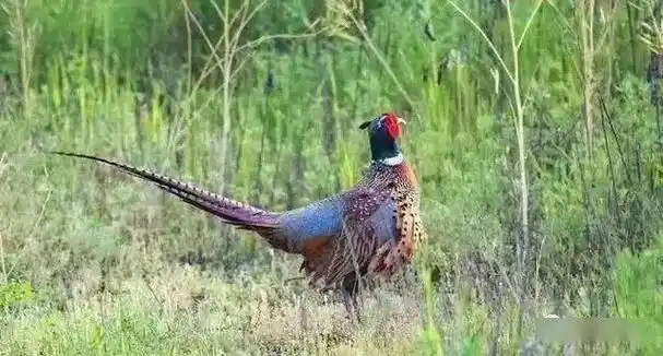 李志武/67赶野鸡_苗圃_昭陵_作品选