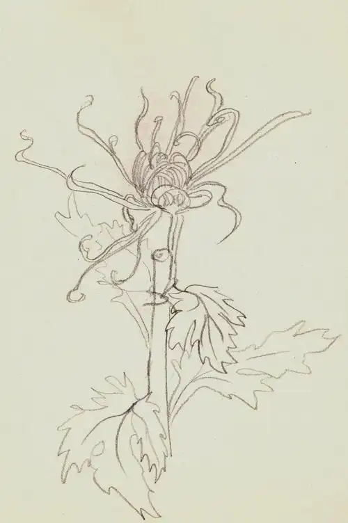 植物速写之四(天坛菊花)