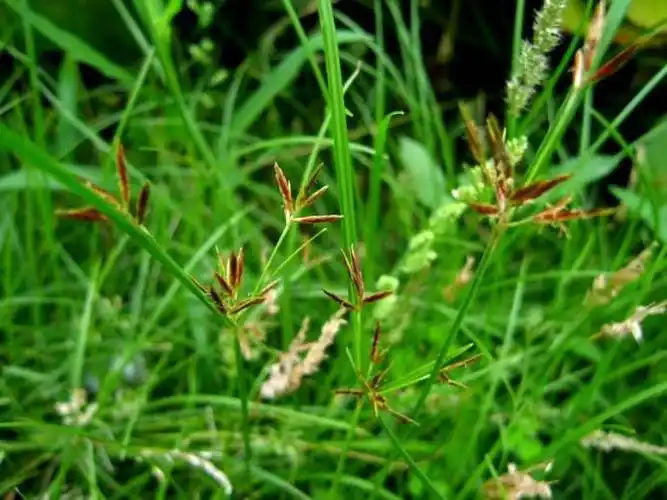 有纵皱纹,并有6～10个略隆起的环节,节上有未除净的棕色毛须和须根断