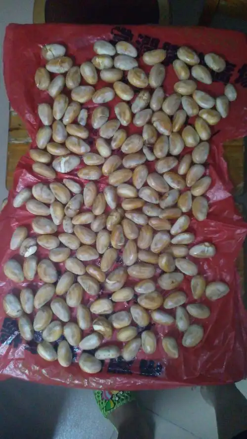 树菠萝籽能种吗?