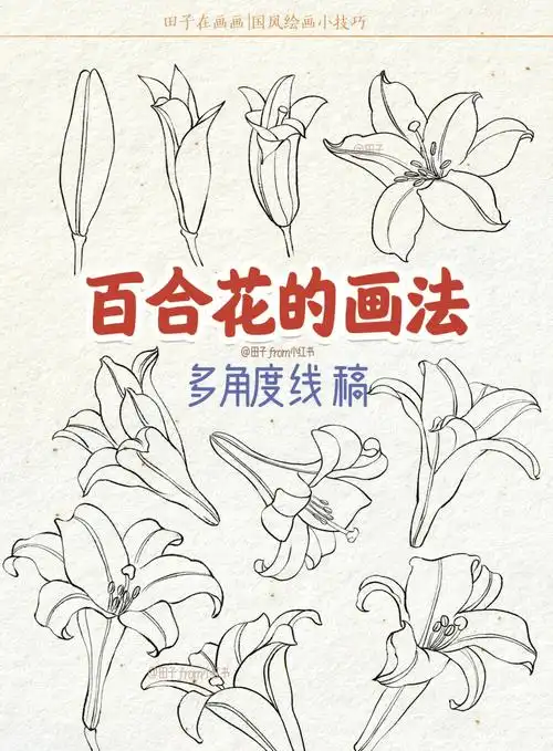 百合花的画法多角度线稿绘画教程