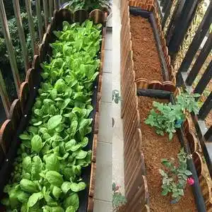 蔬菜架子种菜阳台图片