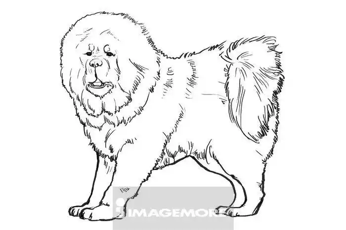 新年,狗年,藏獒