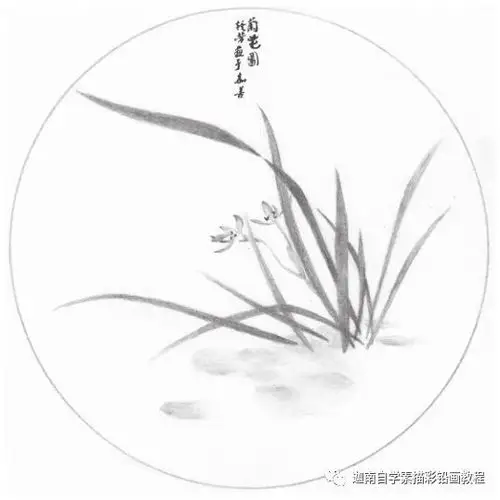 素描教程兰花图