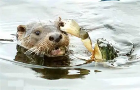 看到它的真容后,恕我直言:怀疑人生|水鬼|人生|水獭_新浪新闻