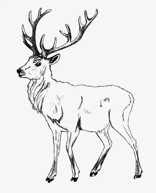 鹿的白描工笔线稿,收藏学画