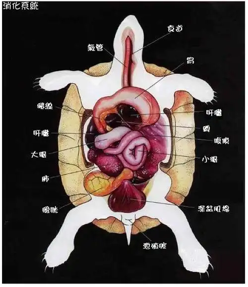 龟的生理构造
