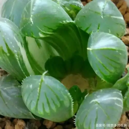 玉露徒长"砍头"不用刀,鱼线"拉一拉",断开茎秆,小苗爆不停