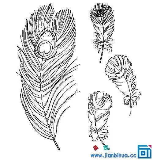 孔雀翎简笔画