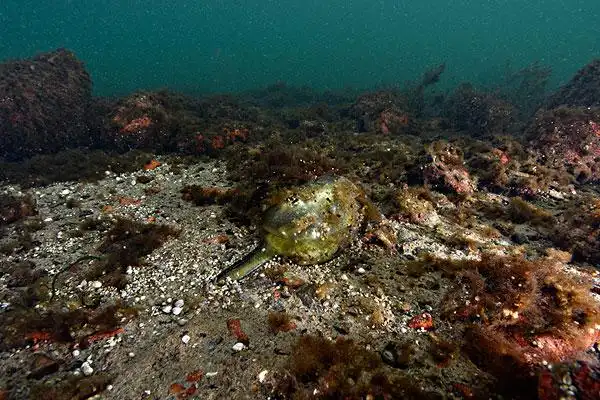 垃圾,海底
