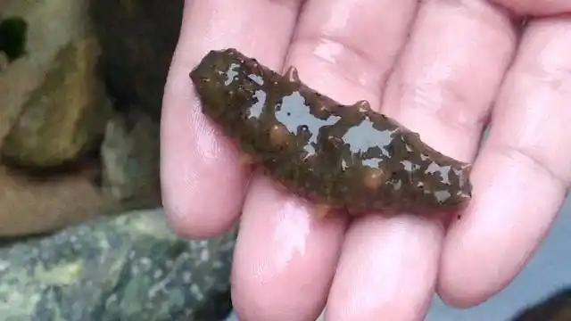 赶海:海参苗长什么样?有点像大号的蚕宝宝!