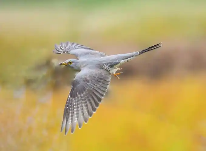 布谷鸟在四里湖繁衍生息