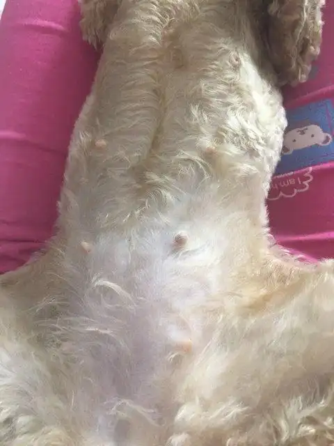 请问我家狗狗配完45天了,看这肚子像是怀孕的吗?