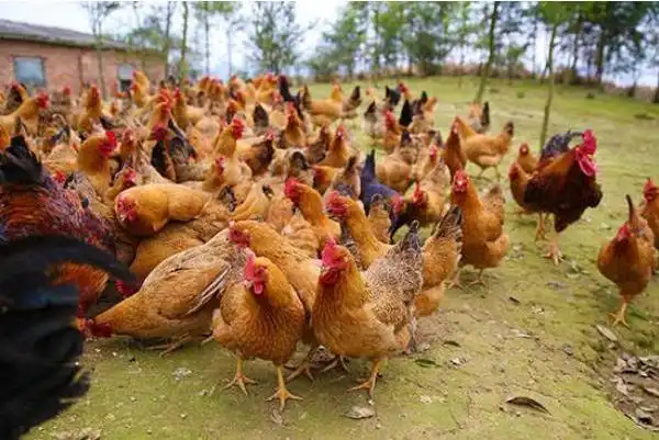 农村养鸡得鸡瘟,用这两种常见的"配料"喂一喂,效果还不错