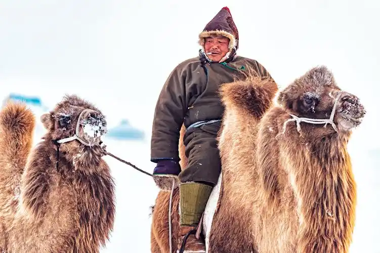 布里亚特人和他的骆驼,和乐融融.